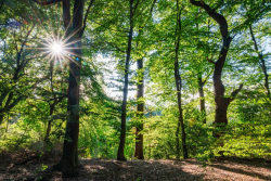 20250926Merle_Wald28_wb