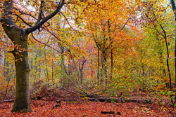 DSC4255_wbsg