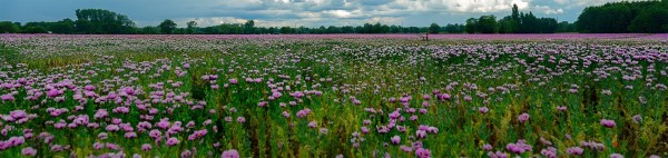 Land_125_2024_05Pano_Wendland_3_wb76125