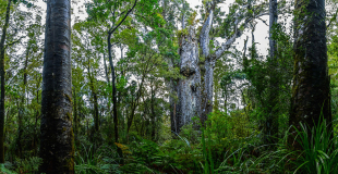 001_Pano_Neuseeland_TeMatuaNgahere