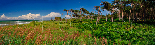 Panorama Darss Weststrand